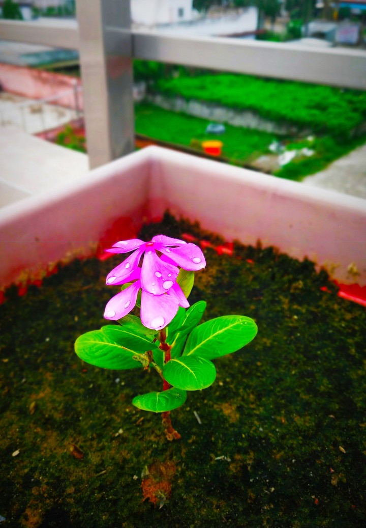 small flowers ?