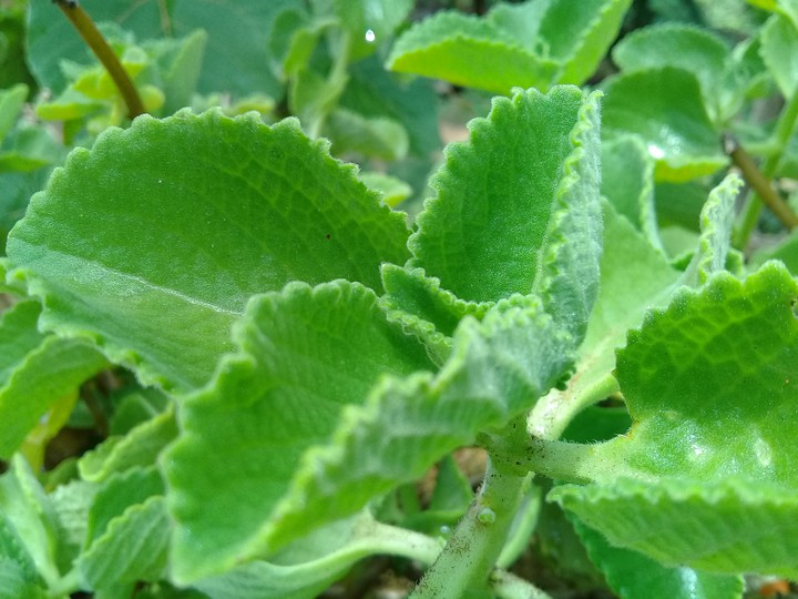 Greeny oregano