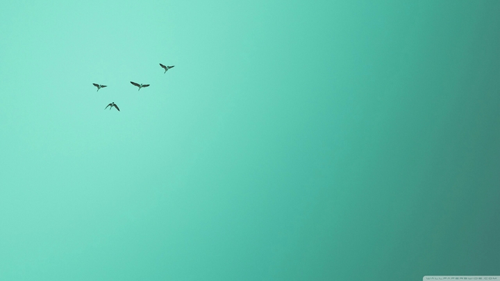 Birds on Turquoise
