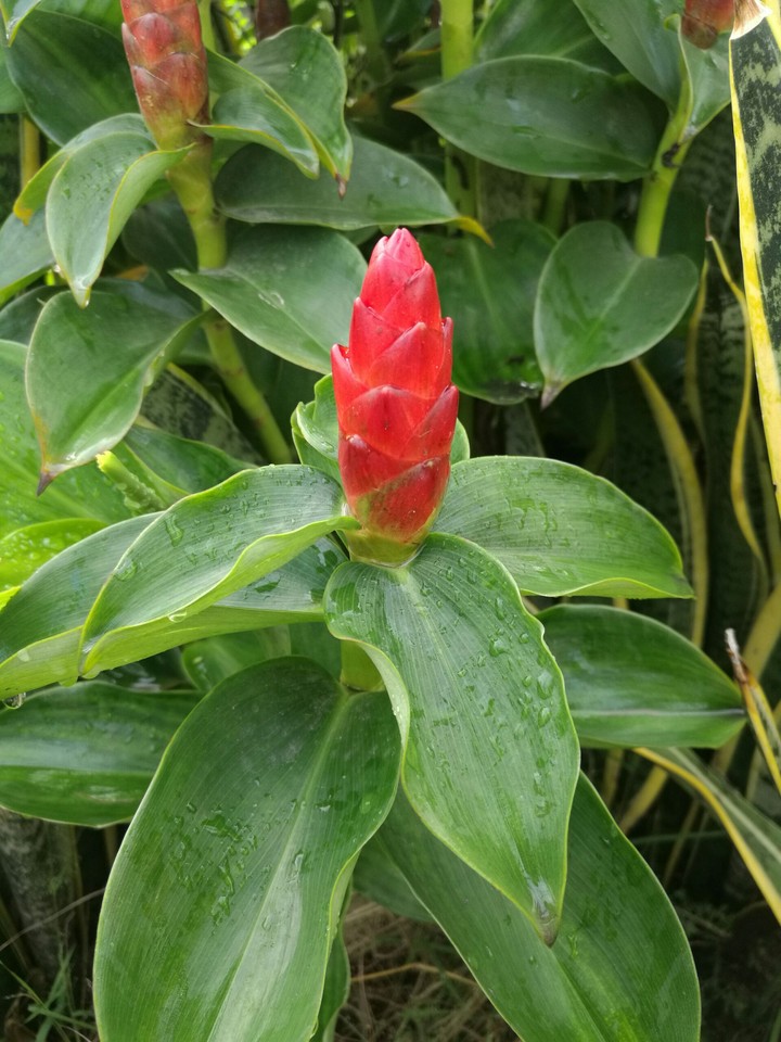 red flower