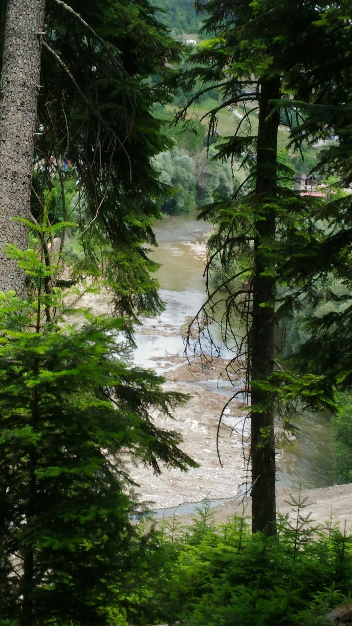 forest