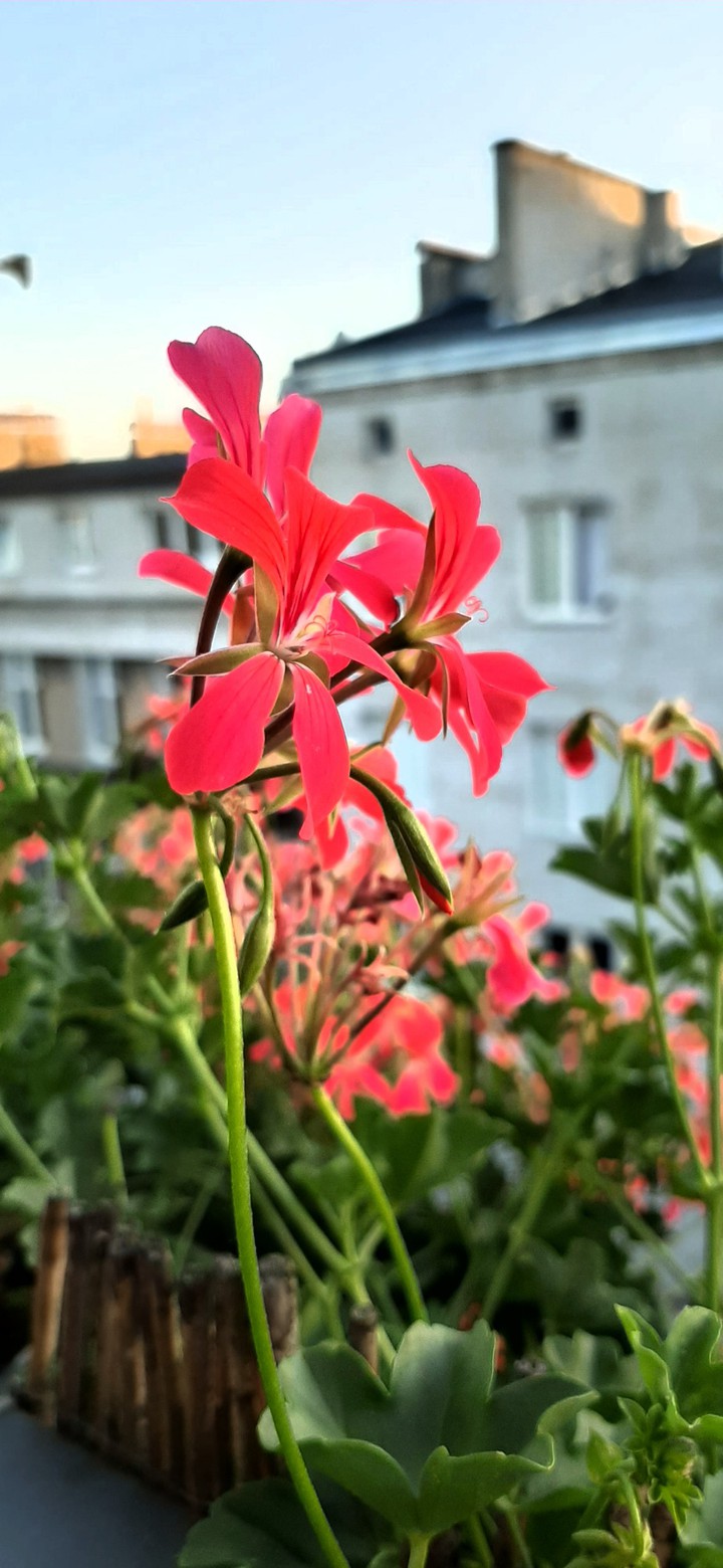 Flower in Poland