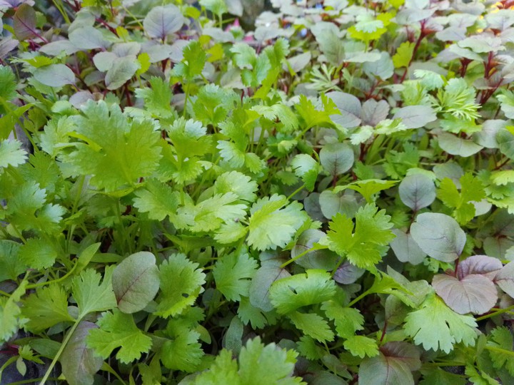 winter vegetable