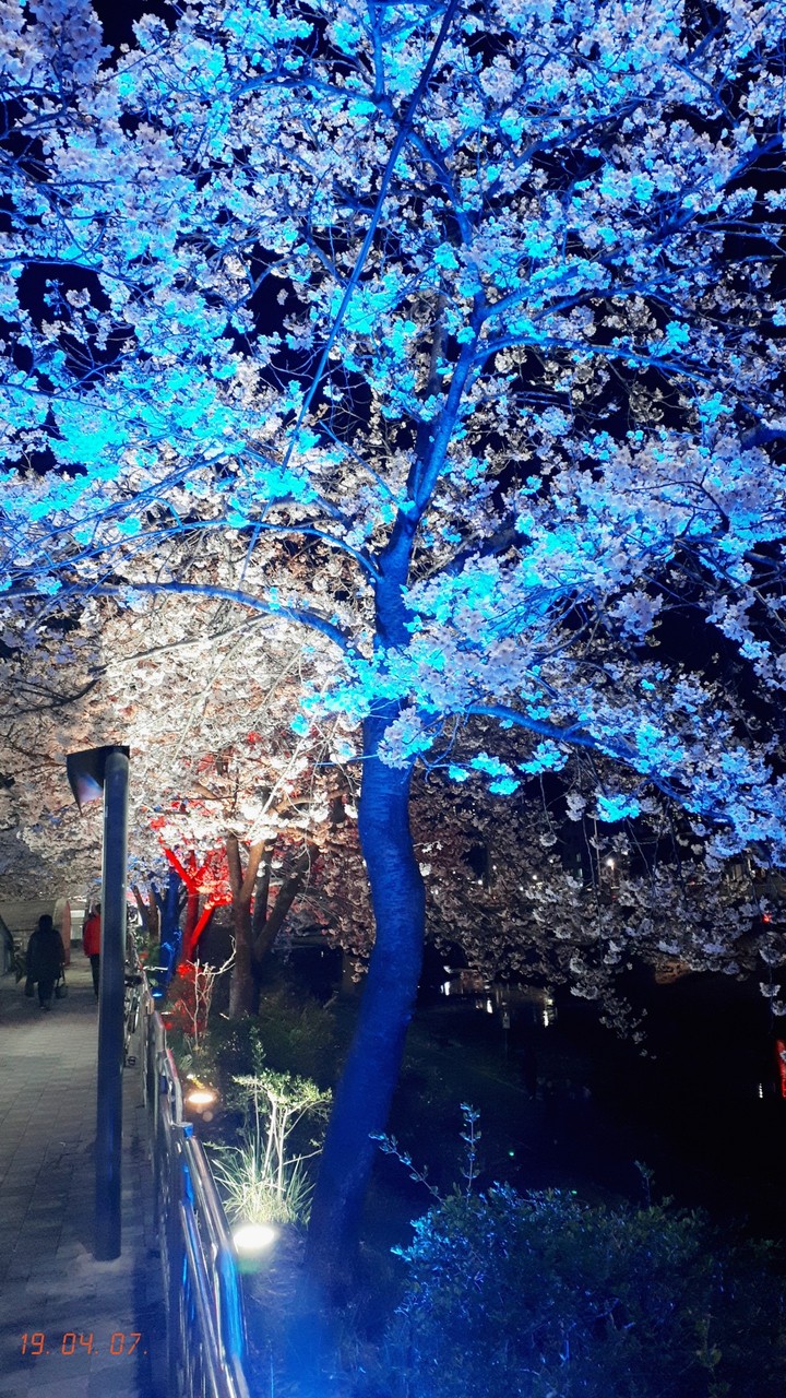 4월 벚꽃