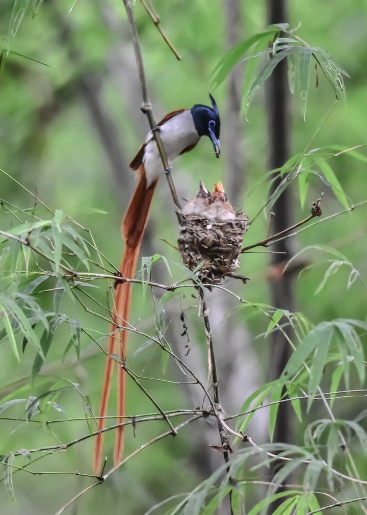 Asian Paradise Flycatcher