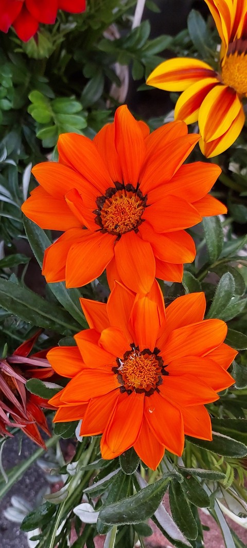 plant, flower वॉलपेपर