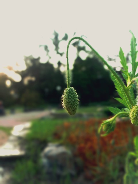 botany, flowers duvar kağıtları