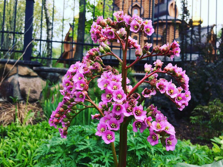 Spring beauty