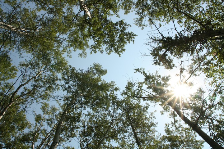 nature