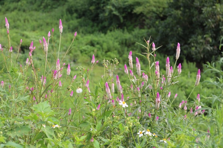 flower