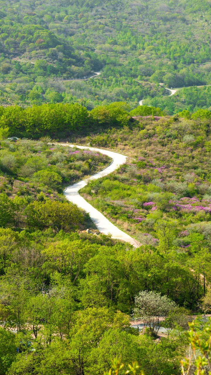 Road through the Forest