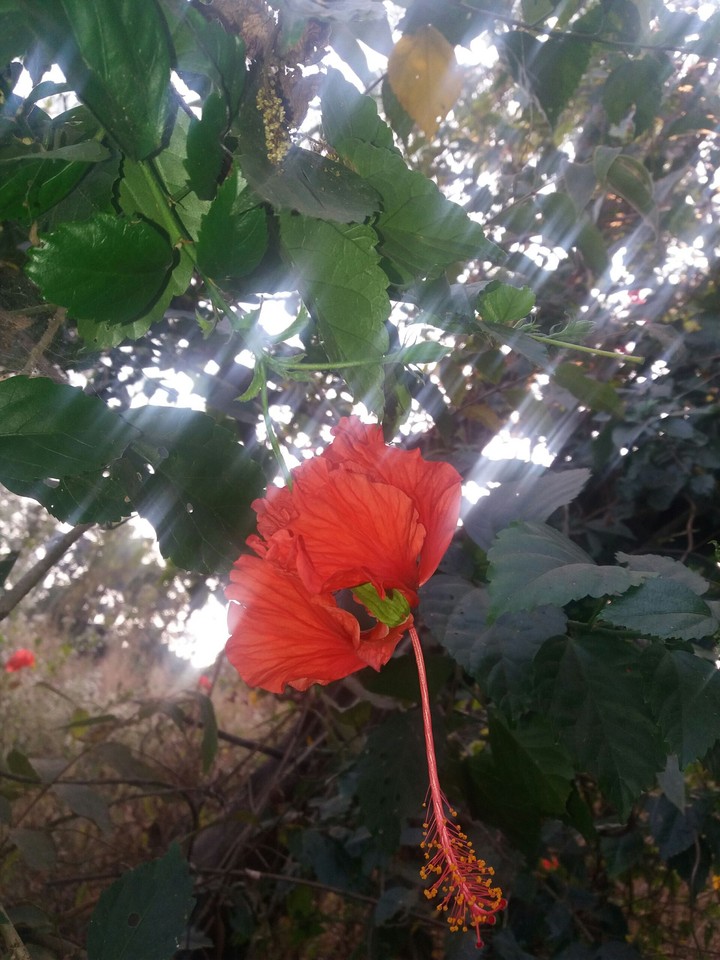 flowers