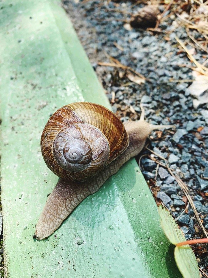 Helix pomatia