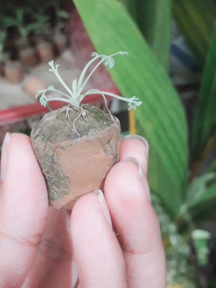 plant