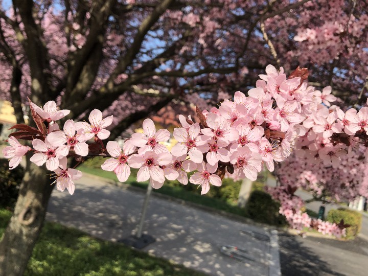 Blossom