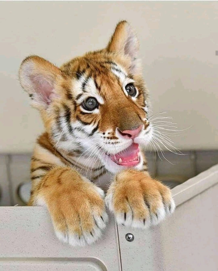 baby tiger ❤️