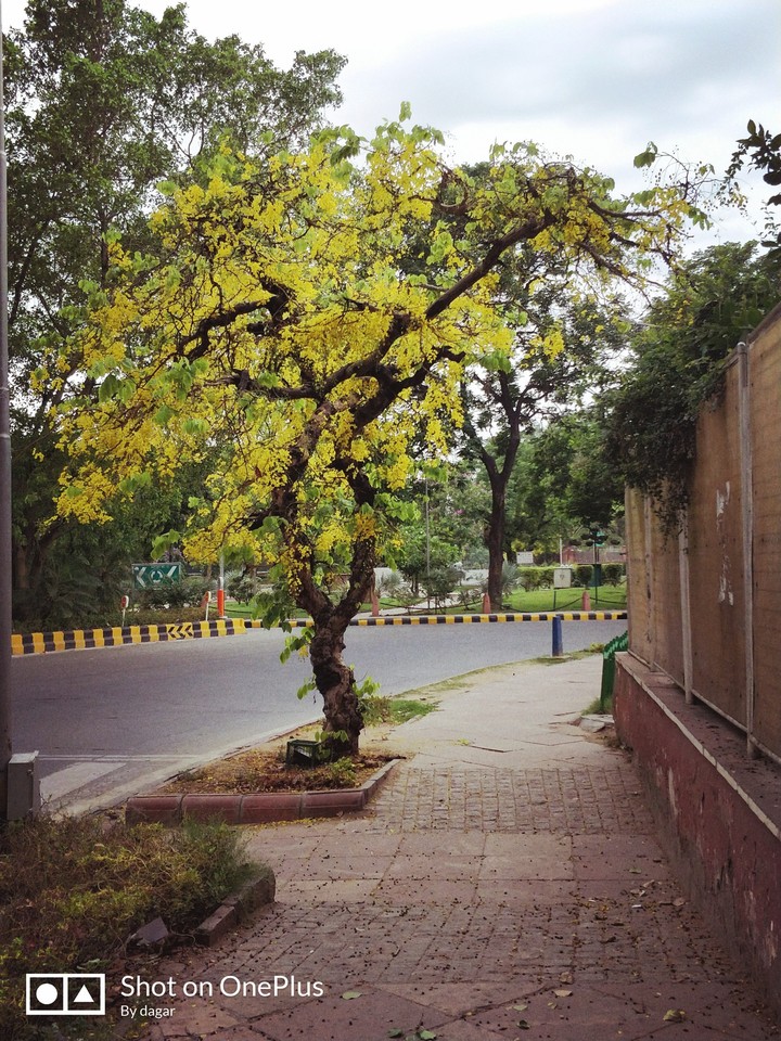 yellow