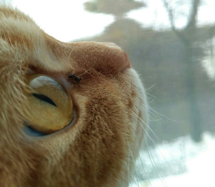 кот