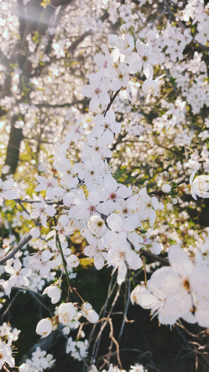 Welcome Spring