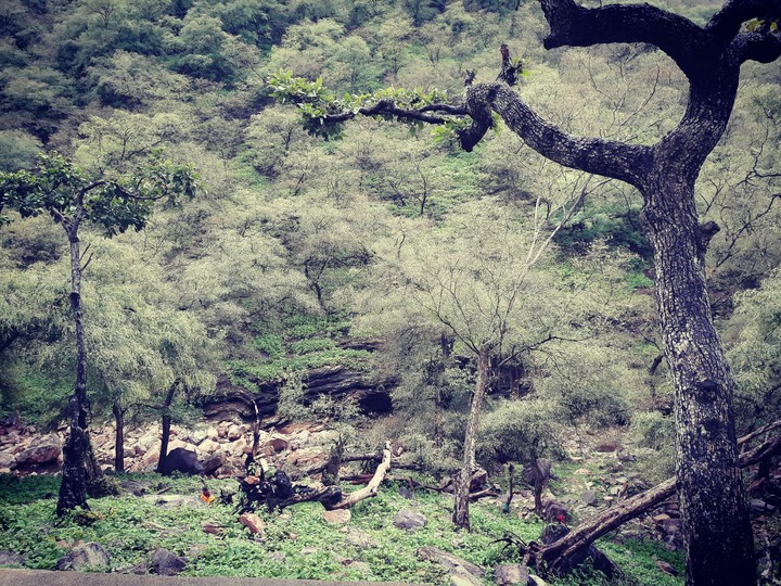 nature beauty