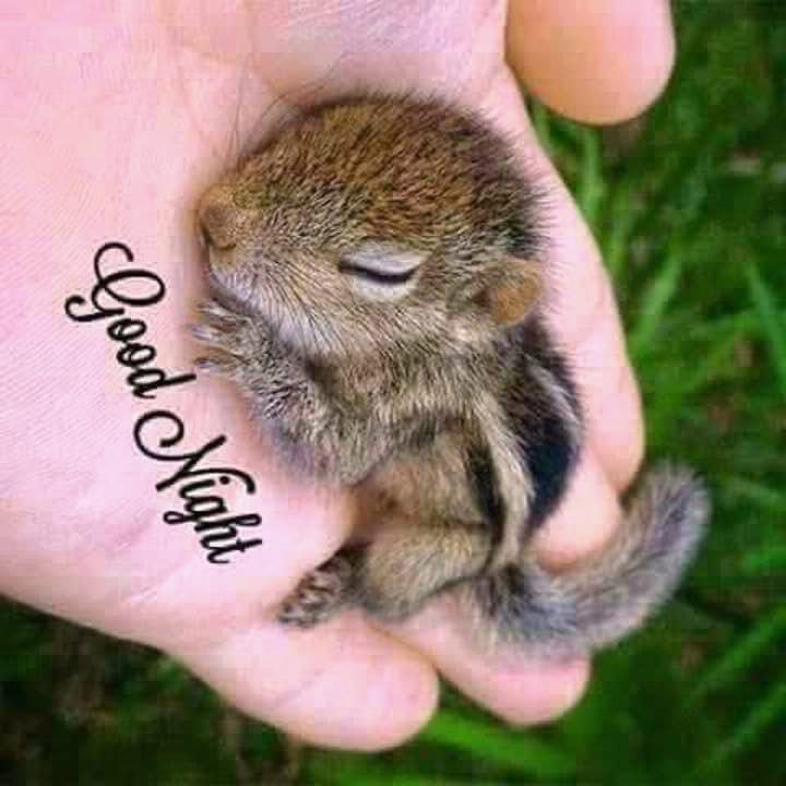 cute animals
