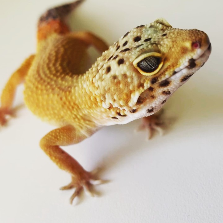 Ginny The Leo