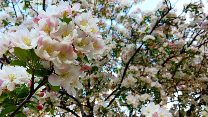 A lazy evening with Cherry Blossoms