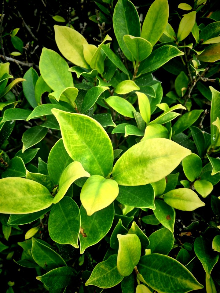 The leaves