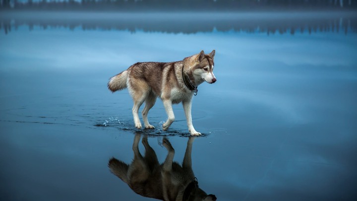HUSKY