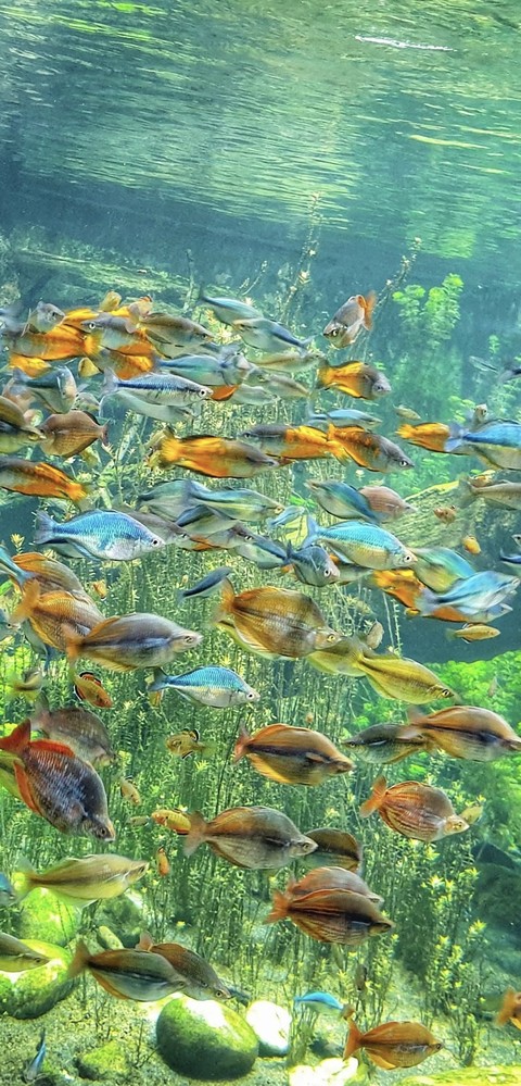 Fish, Underwater, Vertebrate