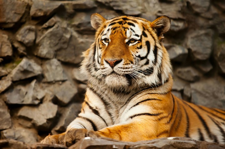 tiger