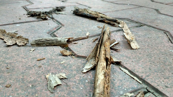 Dead Wood!