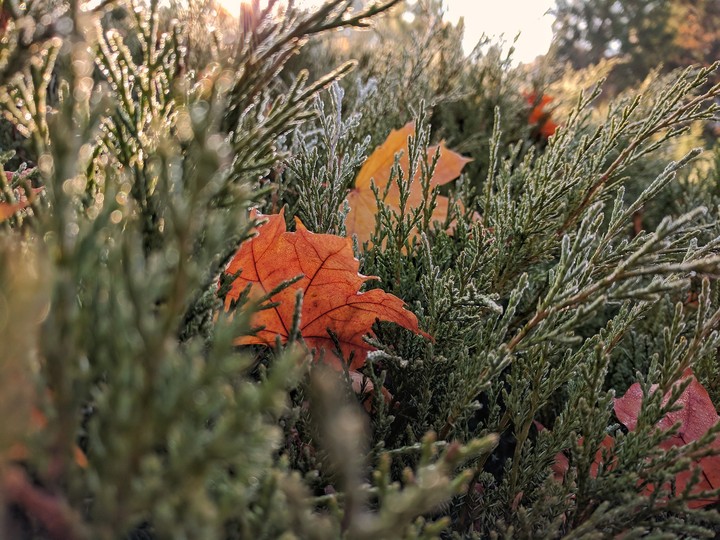 leaves