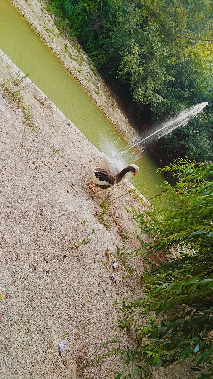 #تصويري
