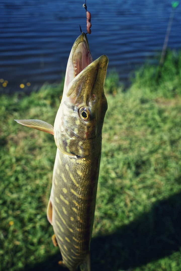 fish