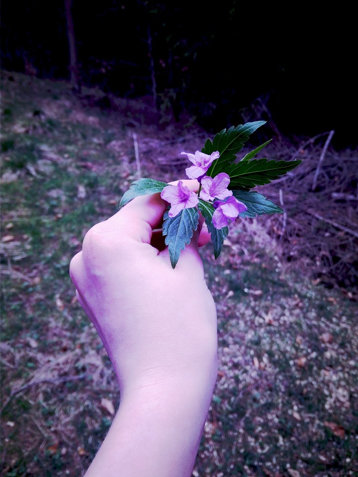 Purple&Flower