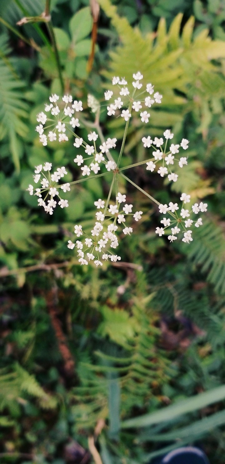 Flower with branches....