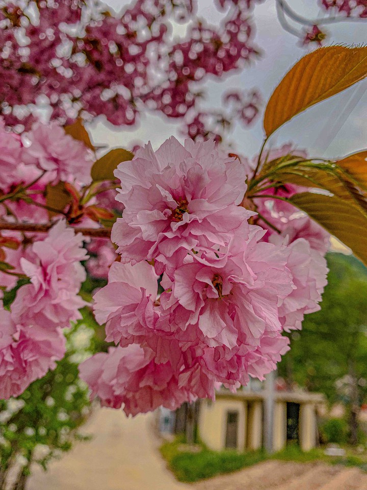 pink flower
