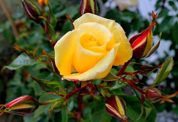 Rose
