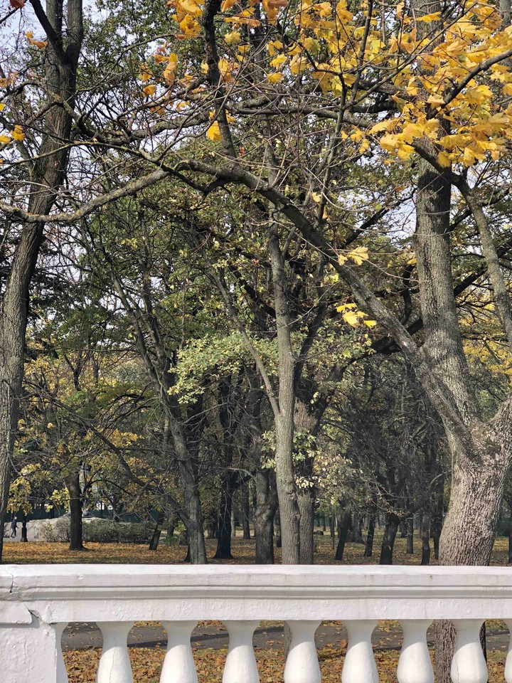 forest