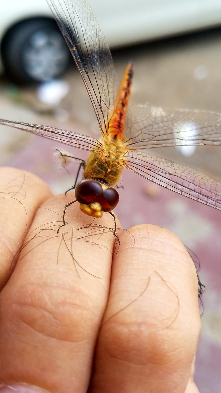 Dragon Fly