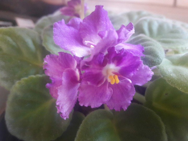 violetas