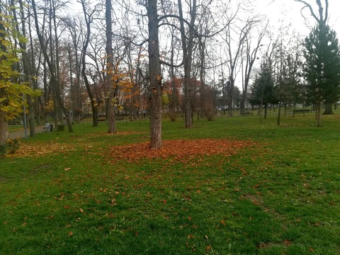 Trees in the winter
