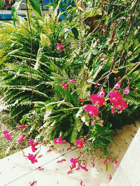 grass, flower háttérképek