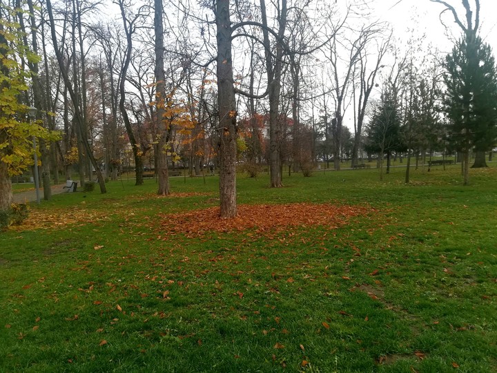 Trees in the winter