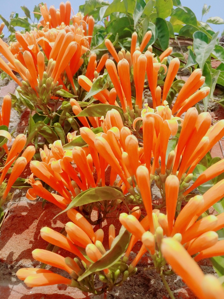 orange flowers