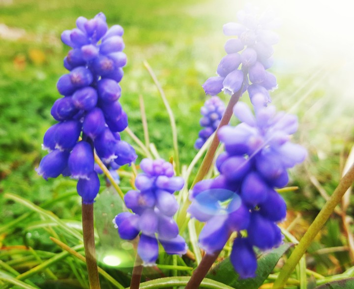 flowers