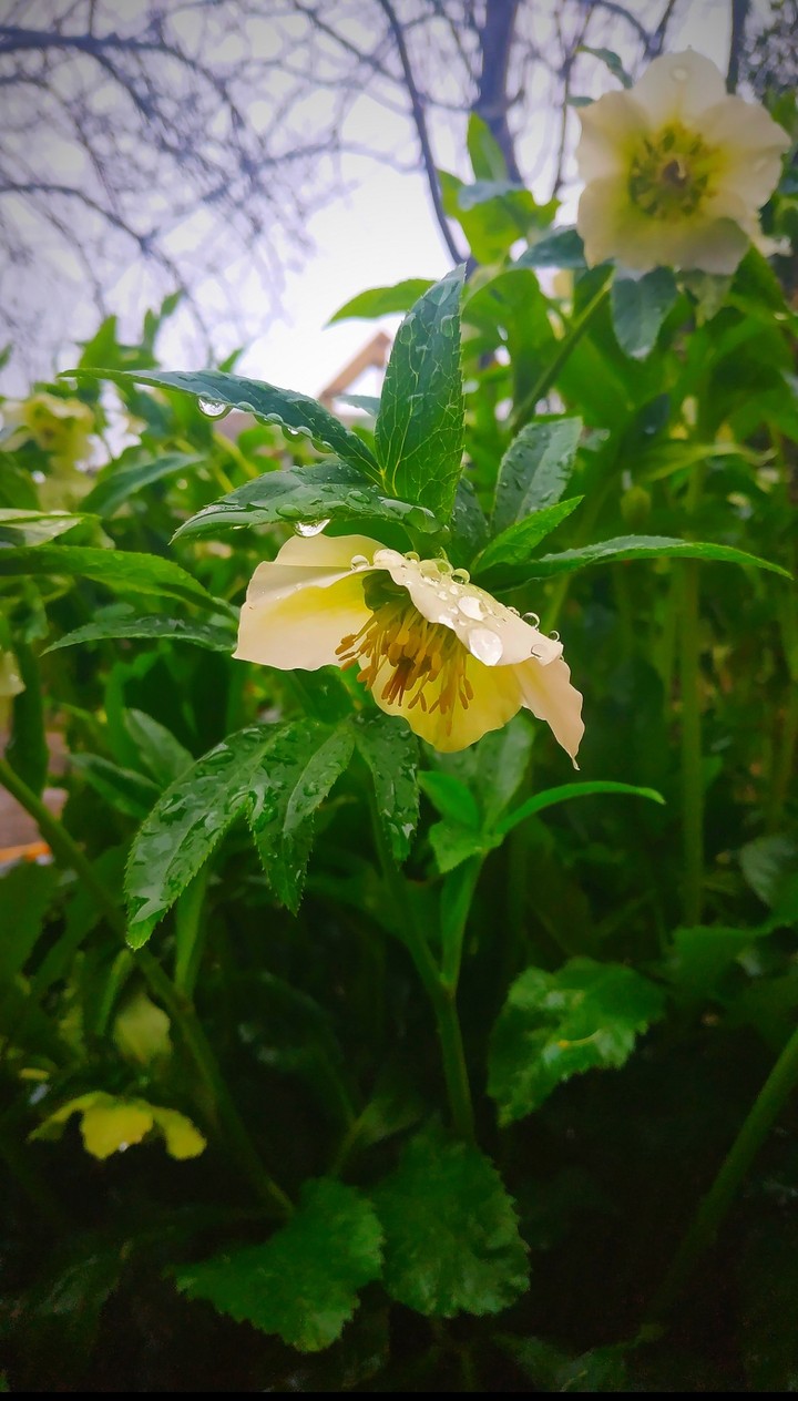flowers ?