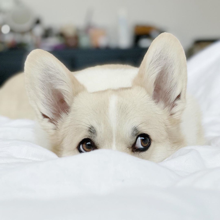 Corgi