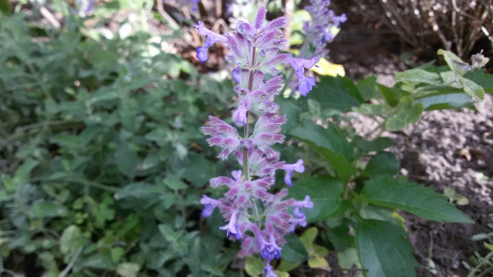 Lavendel